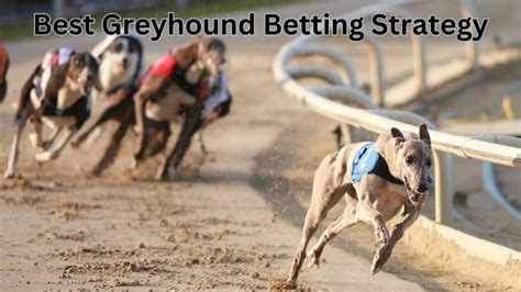 bet365 dog results|Today's Greyhound Racing Previews, Results and Betting odds.